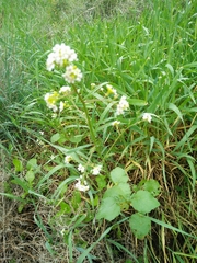 Crambe hispanica