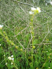 Crambe hispanica