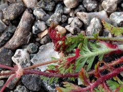 Synchytrium papillatum