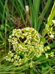 Valeriana edulis procera