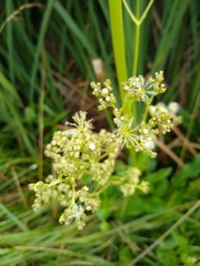 Valeriana edulis procera