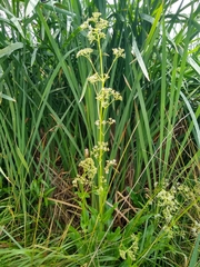 Valeriana edulis procera