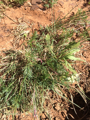 Spermolepis echinata