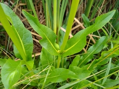 Valeriana edulis procera