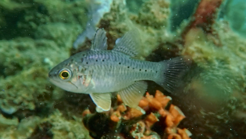 Ostorhinchus rueppellii