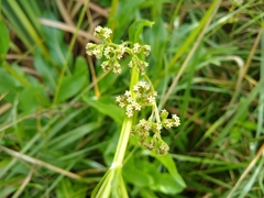 Valeriana edulis procera