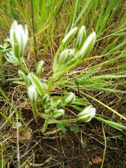 Ornithogalum montanum