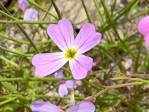 Malcolmia maritima, photograph 4