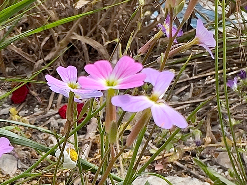 Malcolmia maritima, photograph 5