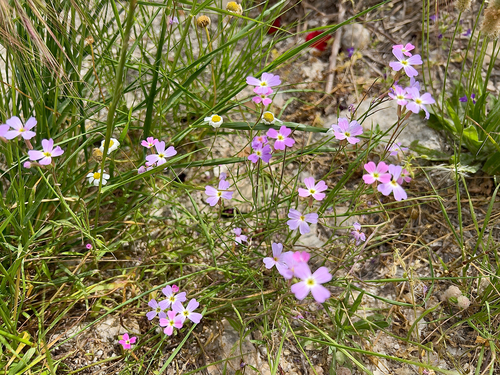 Malcolmia maritima, photograph 6
