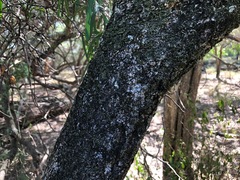 Pittosporum viscidum