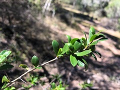 Pittosporum viscidum