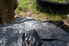 Thamnophis pulchrilatus