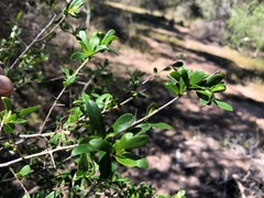 Pittosporum viscidum
