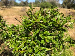 Pittosporum viscidum