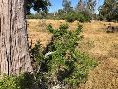 Pittosporum viscidum