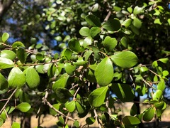 Planchonella cotinifolia