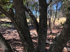 Planchonella cotinifolia