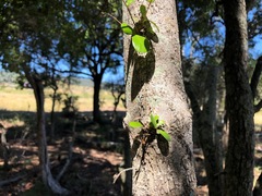 Planchonella cotinifolia
