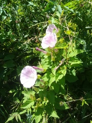 Calystegia × pulchra