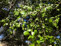 Planchonella cotinifolia