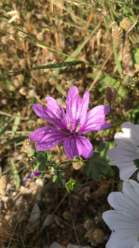 Common Mallow