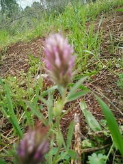 Trifolium dasyurum