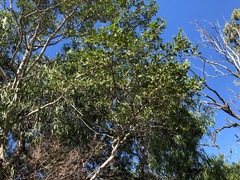 Psydrax odorata buxifolia