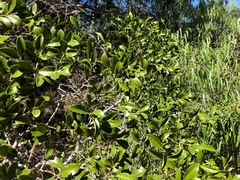 Psydrax odorata buxifolia