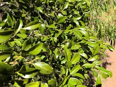 Psydrax odorata buxifolia