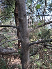 Callitris columellaris