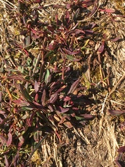 Limonium ramosissimum