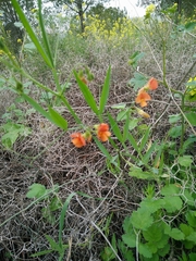 Lathyrus hierosolymitanus