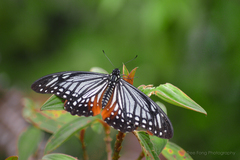 Papilio agestor