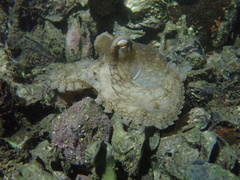 Amphioctopus