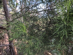 Callitris columellaris