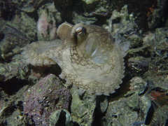 Amphioctopus
