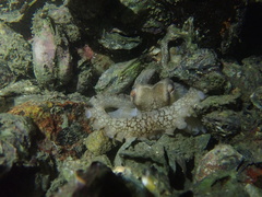 Amphioctopus