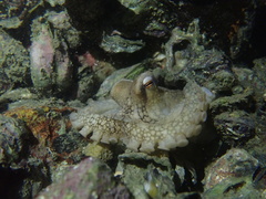 Amphioctopus