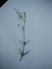 Sabulina tenuifolia