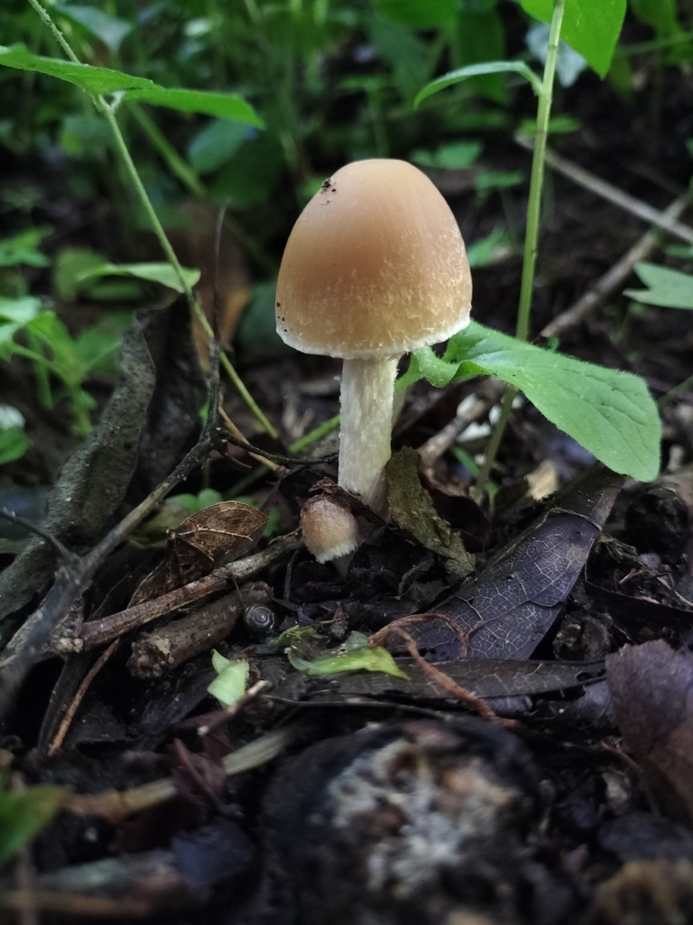 Candolleomyces candolleanus · May 2026 · photo: © tatiana354 (iNaturalist, cc-by)