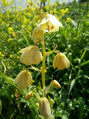 Fritillaria persica