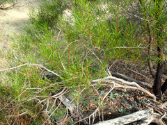 Acacia dodonaeifolia