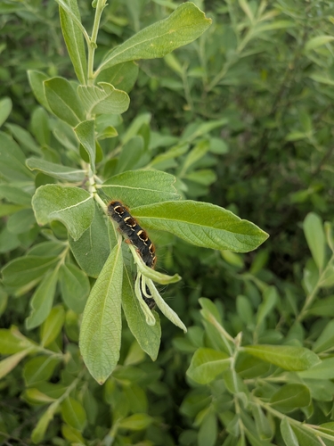 Small Eggar