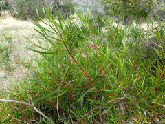 Acacia dodonaeifolia