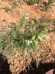 Spermolepis echinata