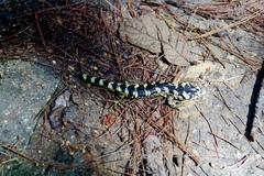 Abronia taeniata