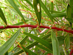 Acacia dodonaeifolia