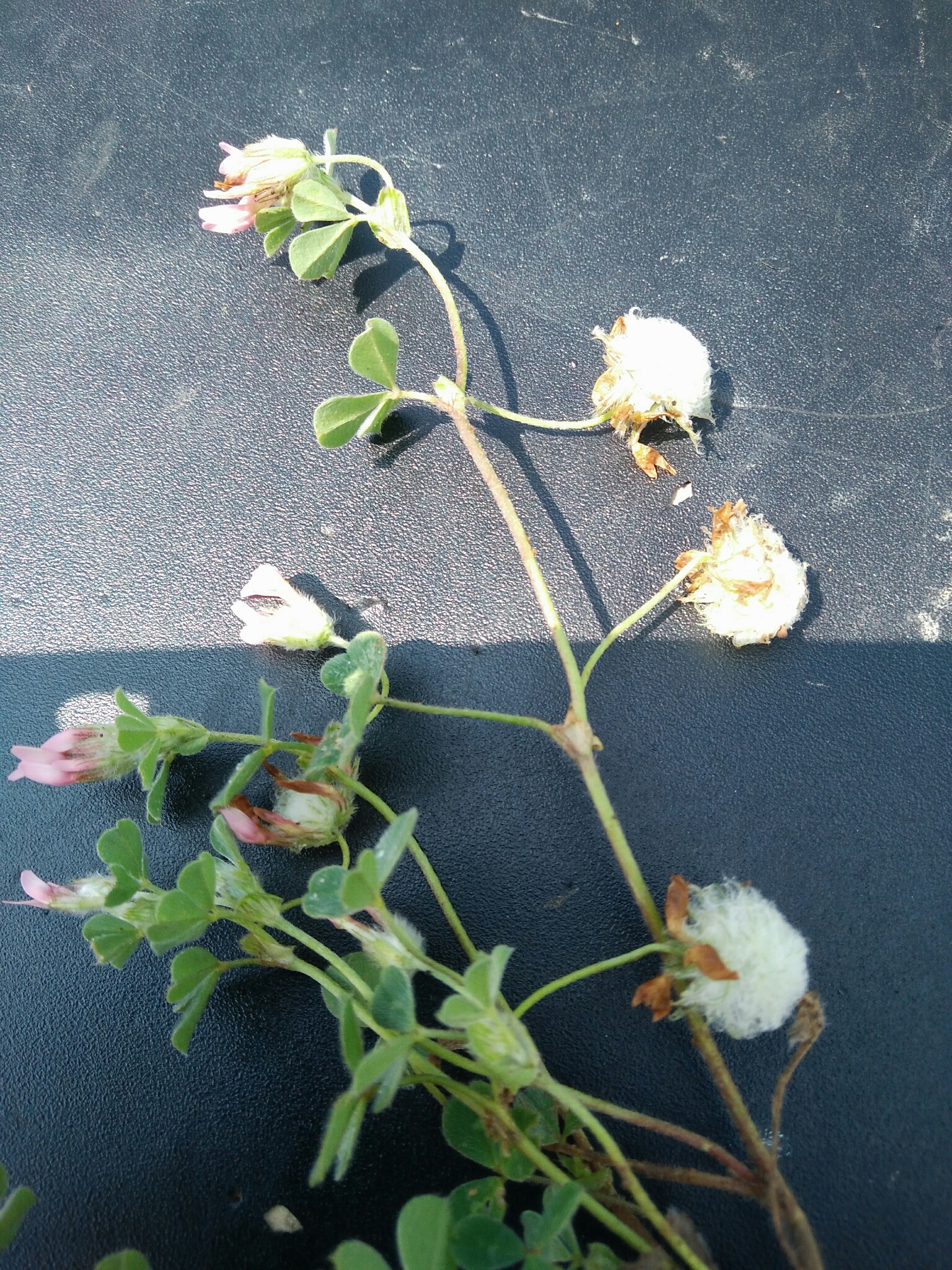 Trifolium eriosphaerum