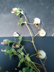 Trifolium eriosphaerum